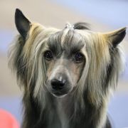 ATTIBASSI DREAM OF COFFEE Roingold 4