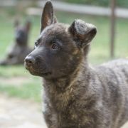 Aurora Striped Magic