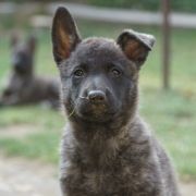 Aurora Striped Magic