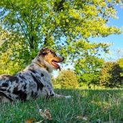AUSSIE GINGER Paracortus (FCI)