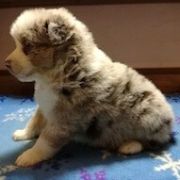 AUSSIE GINGER Paracortus (FCI) 2