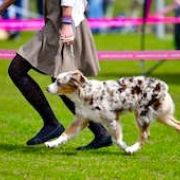 AUSSIE GINGER Paracortus (FCI) 3