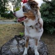 AUSSIE GINGER Paracortus (FCI) 4