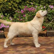 AVALANCHE Kreuzburg 4