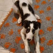 Avant carskie wspomnienie