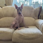 Avrora Moonflower Dogs