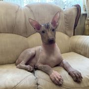 Avrora Moonflower Dogs