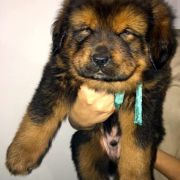  Awenturyn Sand of Tybet 6 