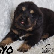 AYO Guard of Kajlas FCI