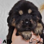 AYO Guard of Kajlas FCI