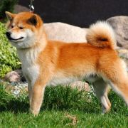 Ayumu Of Sunrise Inu