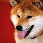 Ayumu Of Sunrise Inu 2