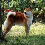 Ayumu Of Sunrise Inu 3