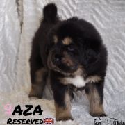 AZA Guard of Kajlas FCI