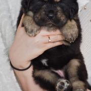 AZA Guard of Kajlas FCI