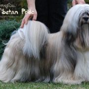 ChPL, JChPL SILVER DUST Mały Budda