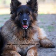 BRANDY VON GRAN PEREGRINO Weteranka na Emeryturze