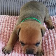 BOURBON Horseradish Gang Staff