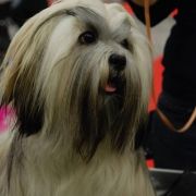 VChPL, VWCL, ChPL, JChPL ENIGMA Mały Budda