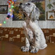 ЮДЖЕЛ КАНТИ