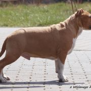 If I Were A Rich Man z Wiślanego Portu