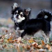 MEYDZHIK NAYT ODESSKIY TALISMAN