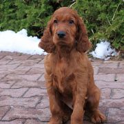 VALENTINO VELVET Unique Reds (FCI)