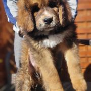 BENJI Fear Faire (FCI)