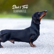 Star's Tori Guarantee