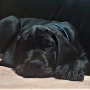 ANUBIS Przylądek Doga FCI 