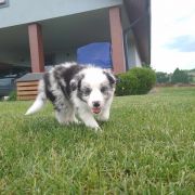 Zosia Jodłowy Border