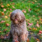 Olimpia del Majaceite