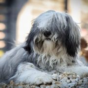 AMIRA z Hordy Gabriela