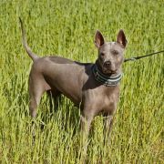 AMFA z Lasów Preczowskich