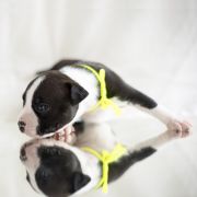 MAJESTY Zealous Heart