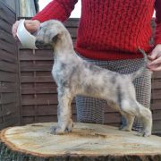 ANGEL’S KISS Masz Ci Kwiat