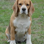 KETTY KISMET DARLING JOY