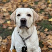 DIAMOND GIRL Leminiscatus