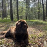 Aqua Jurajskie Niedźwiadki FCI 