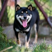 LADY IN BLACK Subarashii (FCI)