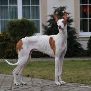 Concordia Baltas Vejas