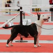 Ch.PL FACE TO FACE Celtic Virus