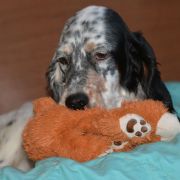 КАМ ХАНТИНГ ЕНА