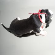 MADNESS Zealous Heart 