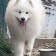 Dorosłe samoyedy i szczenięta na sprzedaż