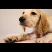 ACEDILLO Donum Asala 