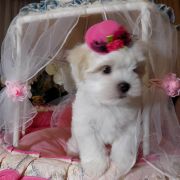 HARLEJ -Marbella en el corazon FCI