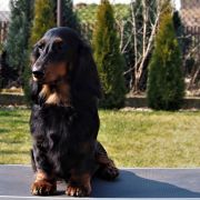 G.O.T EDDARD Long and Lovely 