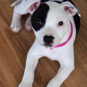 Jakard Wejherstaff Moulin Rouge