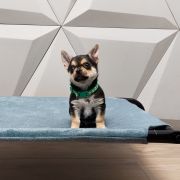 BORYS z Dorzecza FCI